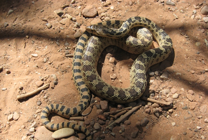 Great Basin Gopher Snake